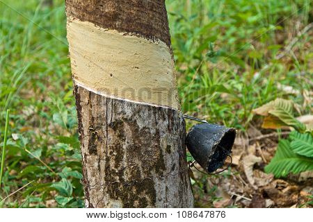 rubber tree plantation in Thailand on the island of Koh Chang