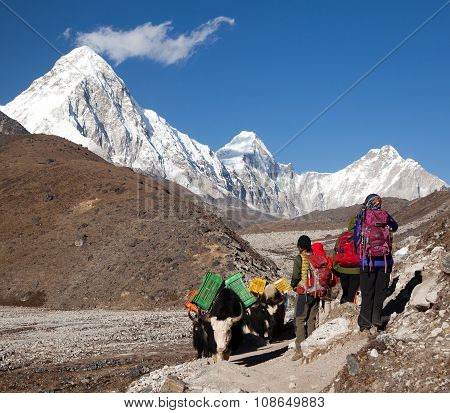 Yaks And Tourists On The Way To Everest Base Camp