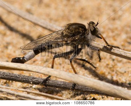 Robber Fly