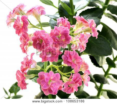 Pink Flowers Of Kalanchoe Plant With Green Leaves Isolated On White