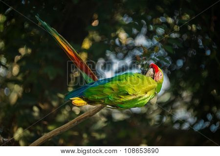 green-winged macaw sitting on branch 