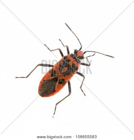 Nice Firebug On White Background