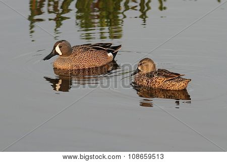 Blue-winged Teal