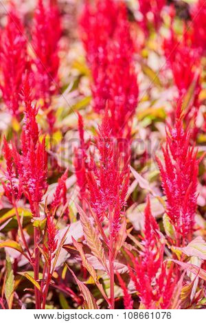 Cockscomb flowers,Flowers, flowers macro, nature