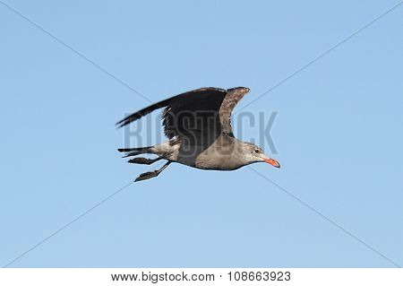 Heermanns Gull (larus Heermanni) By The Ocean