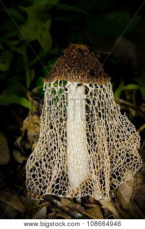 mushroom lady under the veil