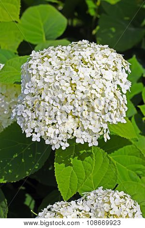 Blooming hydrangea