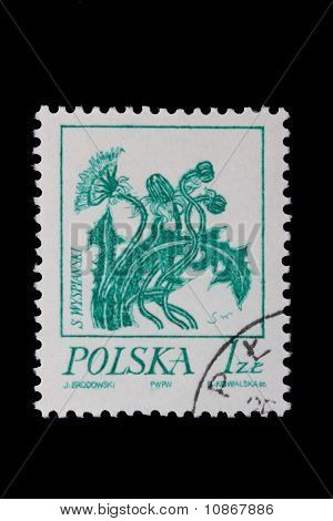Polen - ca. 1968: Eine Briefmarke - Blume