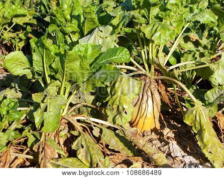 acres with sugar beets after harvest in golden light and beautiful landscapeats sugar beets in detail