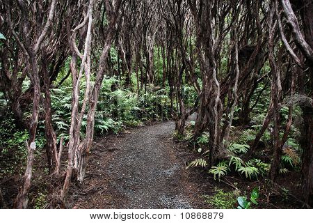 Nový Zéland nativní Bush