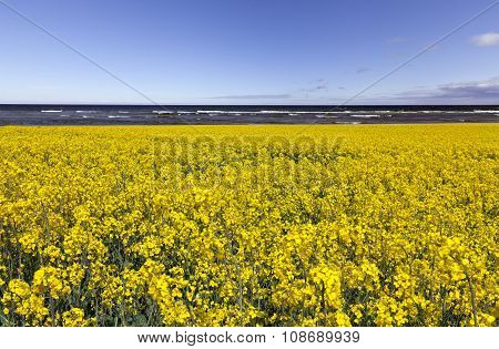 A yellow rapeseed field, this side the sea.