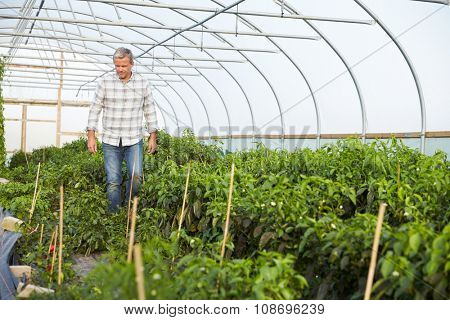 Farmer Checking Organic Chilli Plants In Greenhouse