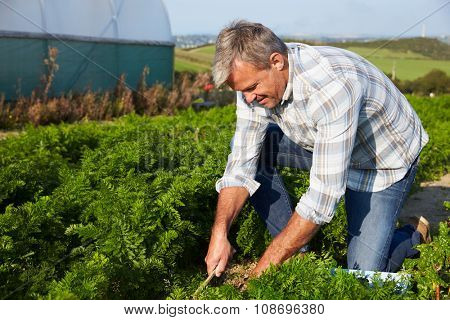 Farmer Harvesting Organic Carrot Crop On Farm