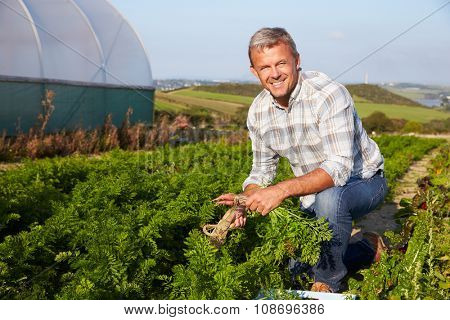 Farmer Harvesting Organic Carrot Crop On Farm