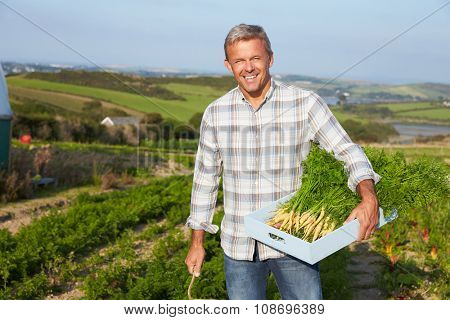 Farmer Harvesting Organic Carrot Crop On Farm