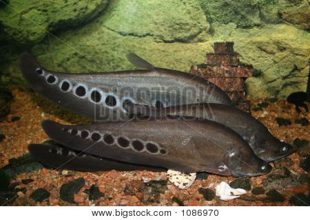 Exotické ryby, Notopterus Chitala