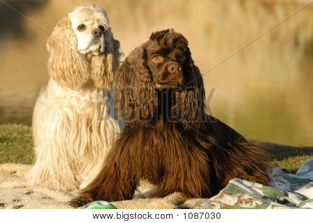 Perros