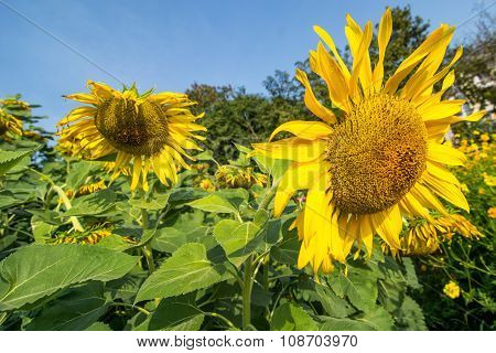 Beautiful  Sunflowers In Garden