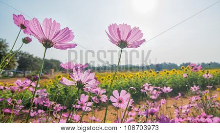 Beautiful Flowers In The Garden