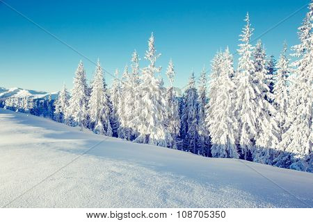 Majestic winter landscape glowing by sunlight in the morning. Dramatic wintry scene. Location Carpathian, Ukraine, Europe. Beauty world. Retro and vintage style, soft filter. Instagram toning effect.