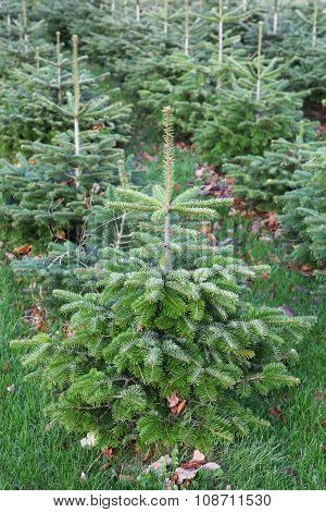 Nordmann fir plantation in Denmark