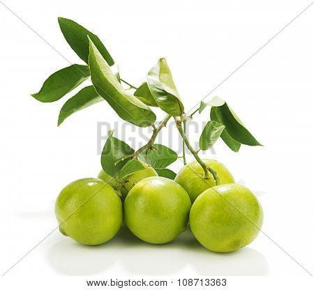 Sweet Lemon Bough