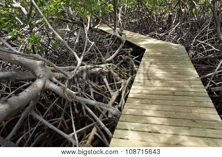 Mangrove Swamp In Caravelle Peninsula In Martinique