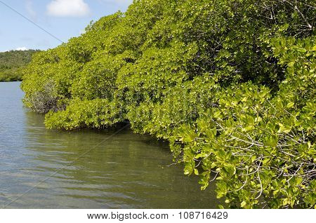 Mangrove Swamp In Caravelle Peninsula In Martinique