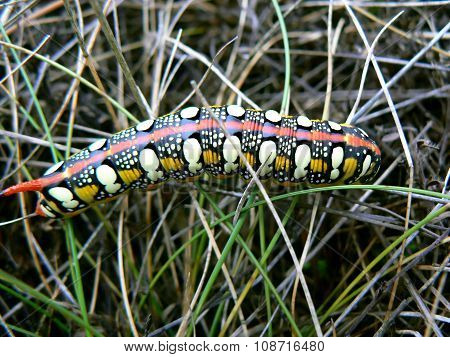 Spurge Hawk-moth (Hyles euphorbiae)