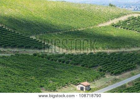 Vineyards In Oltrepo Pavese (italy)