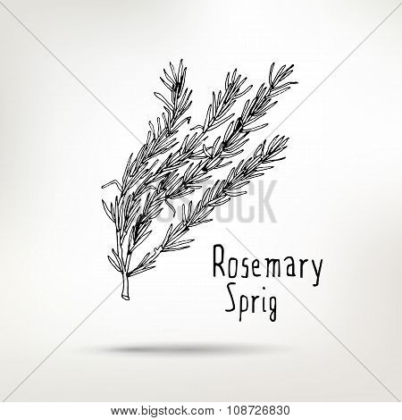 Rosemary Ink Drawn Sprig