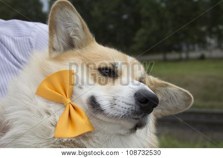 Happy Welsh Corgi Pembroke In Bow-tie