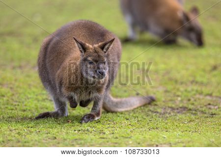 Feeding Bennet Wallaby