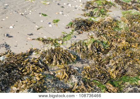 Seaweed Washed Up On The Beach From Close