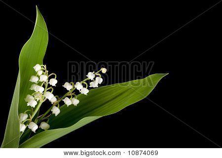 Muguet Twig