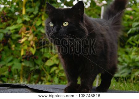 Close up of thick long hair black Chantilly Tiffany cat lying at the garden. Fat tomcat with stunnin