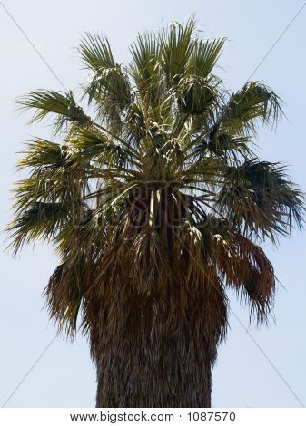 Palmera
