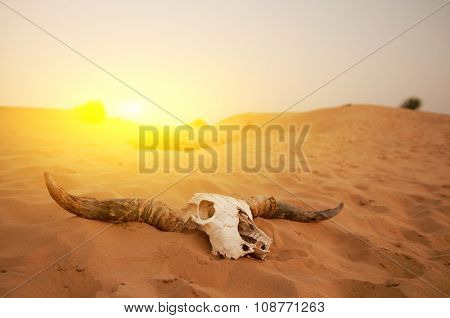 Animal skull in the desert