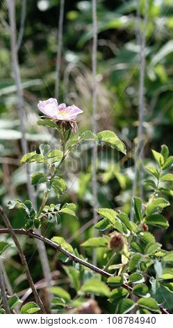 Rosa Canina