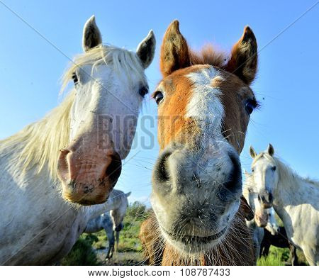 White Horses Of Camarque