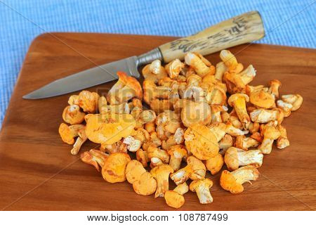 Freshly picked Golden Chanterelle (Yellow mushrooms) with a knife on wooden cutting board