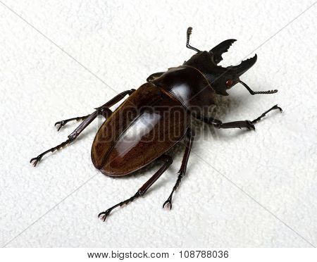 Stag beetle isolated on background