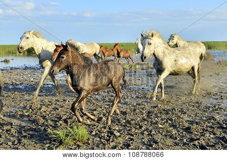 White Horses Of Camarque