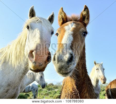 White Horses Of Camarque