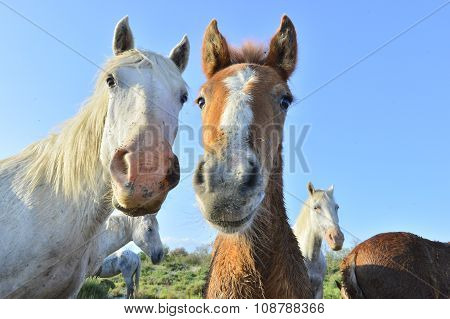 White Horses Of Camarque