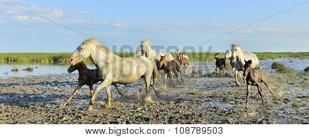 White Horses Of Camarque