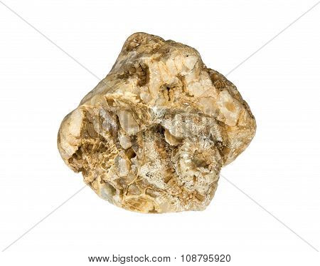 A fragment of fossilized hexacorallia Carboniferous period