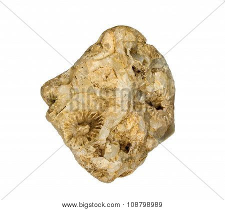 A fragment of fossilized hexacorallia in quartz