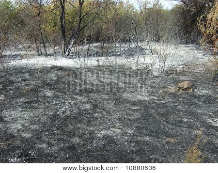 forest after fire