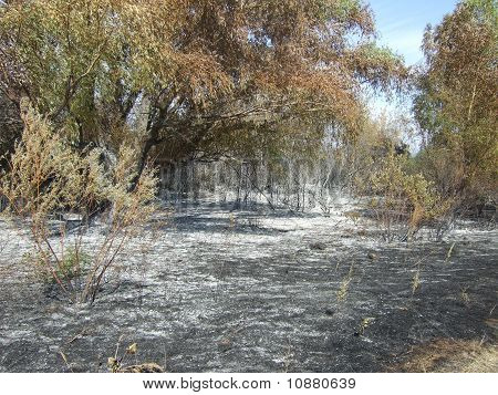 forest after fire